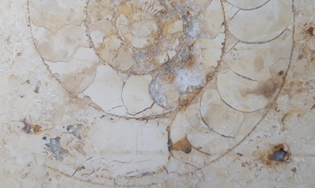 Aulacostephanus sp. (SUTNER & POMPECKJ in TORNQUIST 1896) - Bild © FossNet FossilienStore